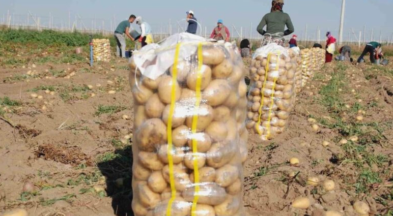 Niğde’de  Patates Hasat Dönemi Devam Ediyor